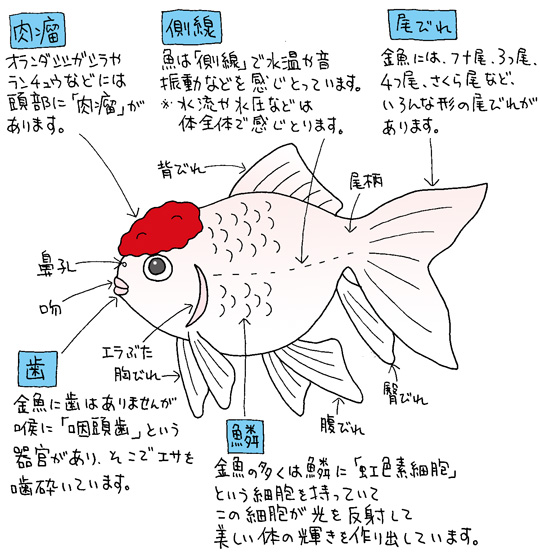 金魚の体各部の呼び方