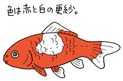 ワキンイラスト