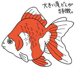 リュウキンイラスト