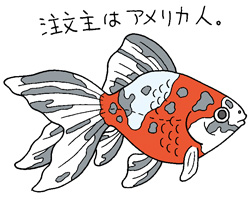キャリコリュウキンイラスト