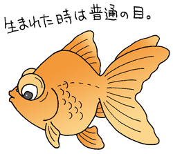 デメキンイラスト