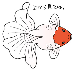 トサキンイラスト