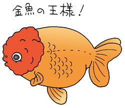 ランチュウイラスト