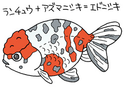エドニシキイラスト