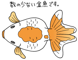 ナンキンイラスト
