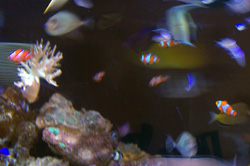 水槽の魚たち