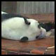 恩賜上野動物園